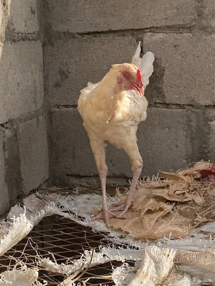 ديك كفو باكستاني العمر 7شهور يظرب وشرط 5