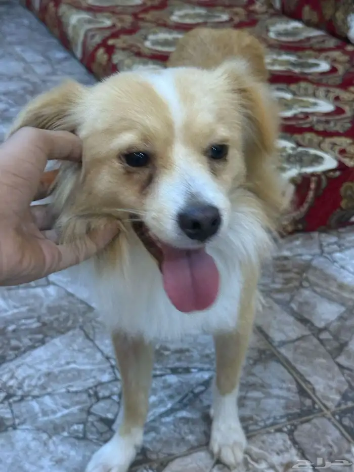 كلب للبيع 0