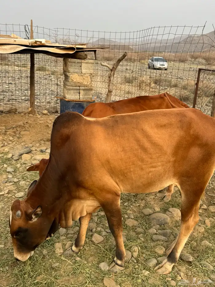 ثور بلدي 1