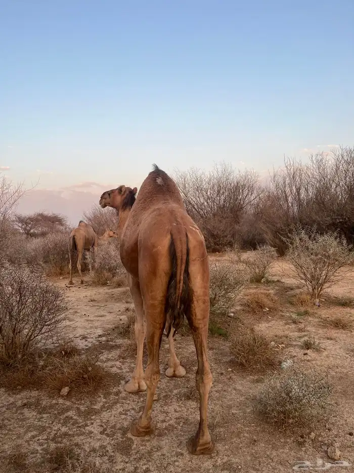 ناقه حمرا دهماء 14