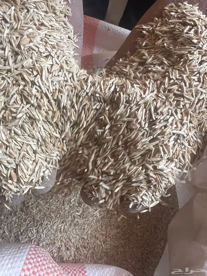 بذر مخلوط هيبان وجرجير وقمح 1