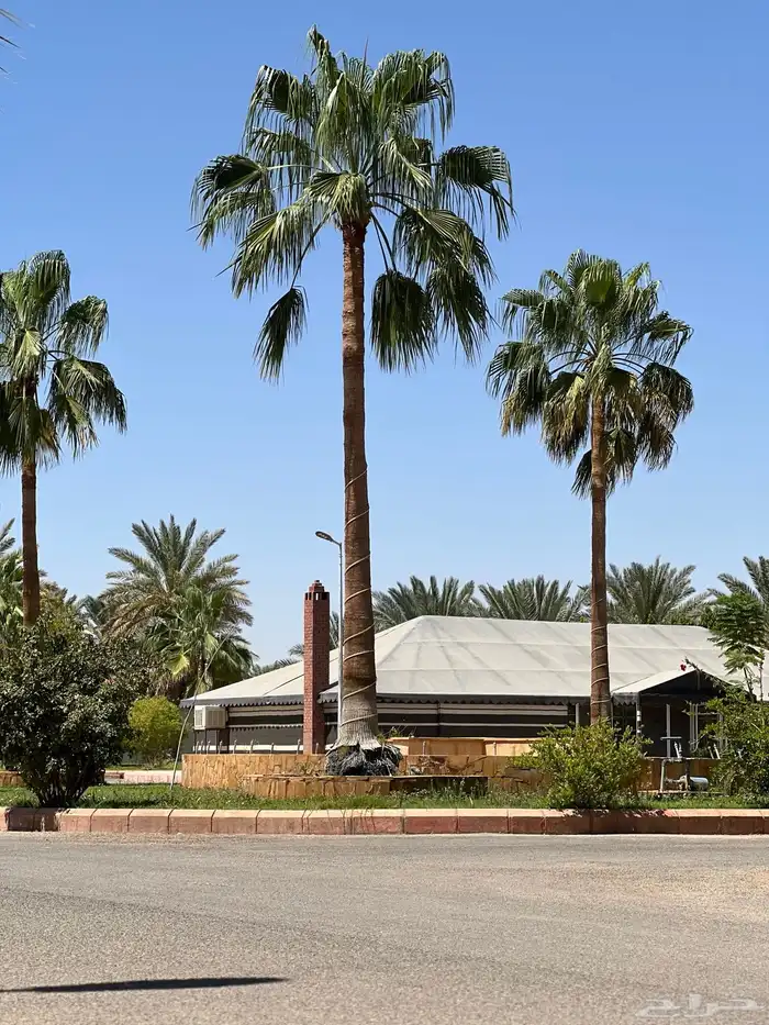 palm نخل 7