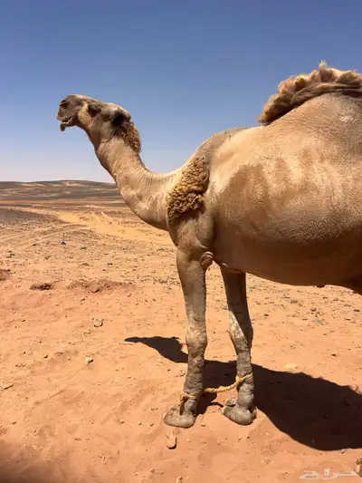 جمل اشعل طيب index