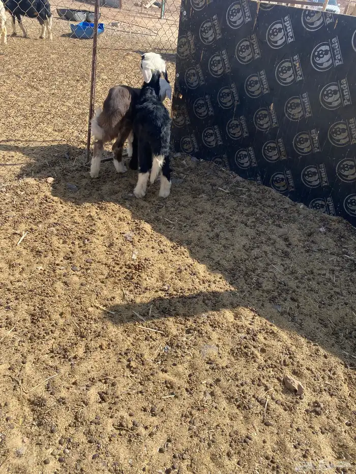 دواغير نجد 1