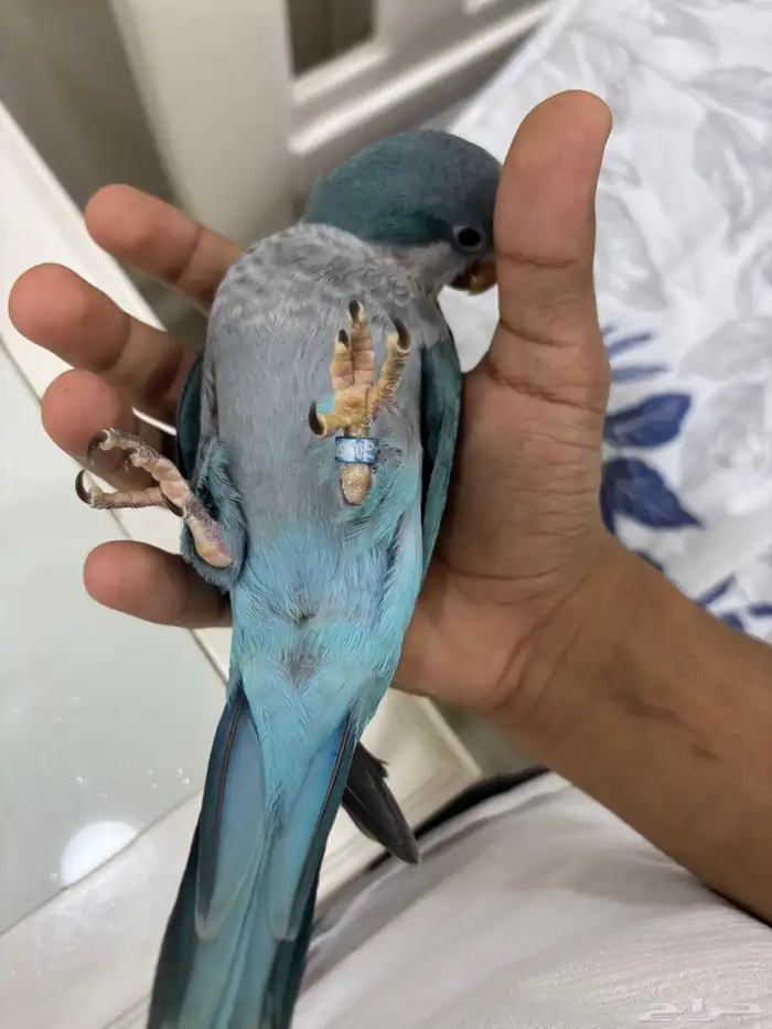 طائر كويكر لون ازرق 1