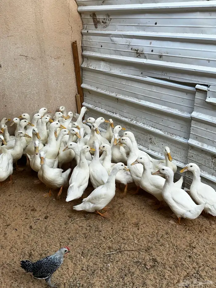 بط بكين فراريج دجاج صوص بط مصري وبكين 6