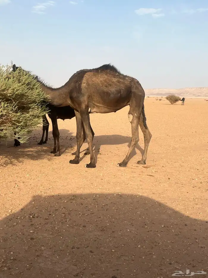 ضروبه للبيع 0