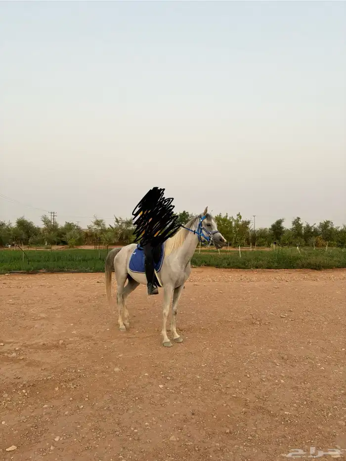 فرس واهو شيخه و لقاح 0