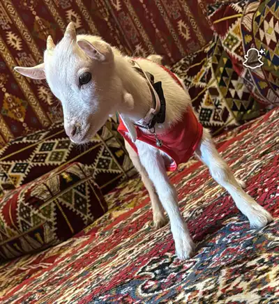 تيس قزم 0