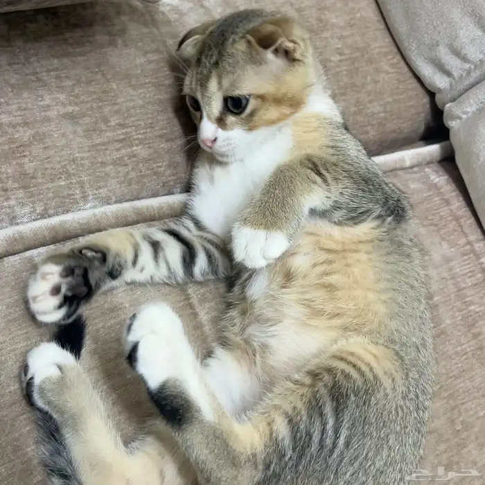 قط سكوتش فولد للبيع 1