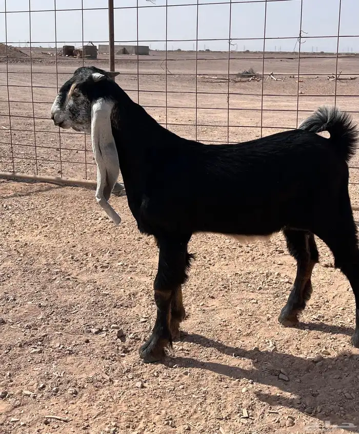 تيس عارضي مشروع فحل 0