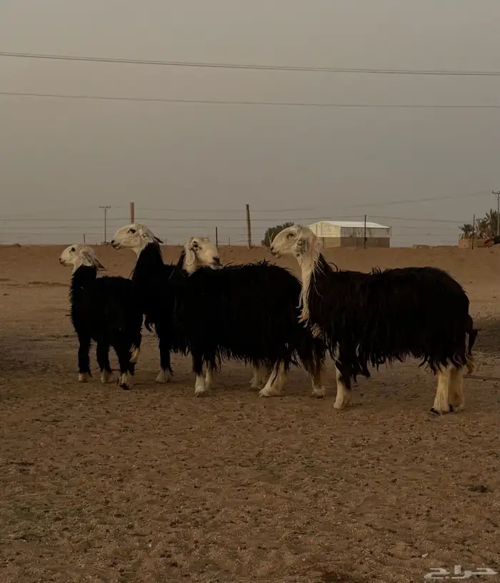 نجد للبيع 1