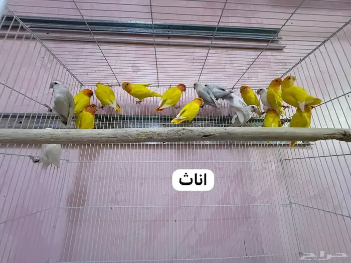 للبيع طيور روز مطير كامل 3