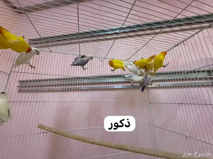 للبيع طيور روز مطير كامل 1