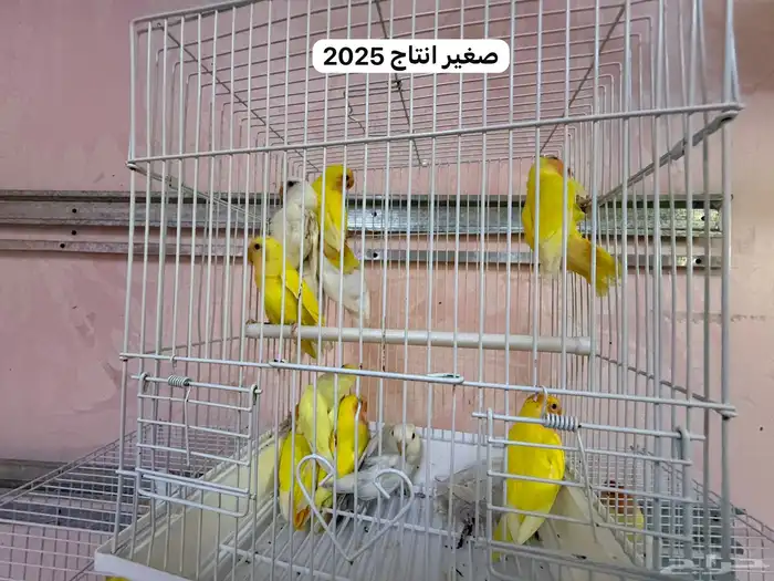 للبيع طيور روز مطير كامل 8