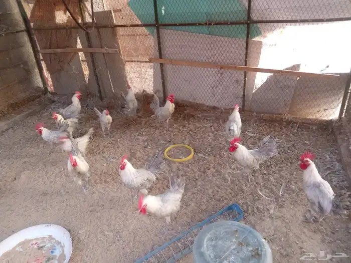 للبيع بيض فيومي 0