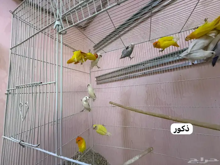 للبيع طيور روز مطير كامل 2