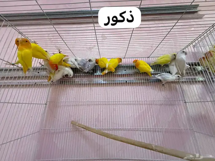 للبيع طيور روز مطير كامل 0