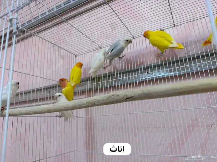للبيع طيور روز مطير كامل 5