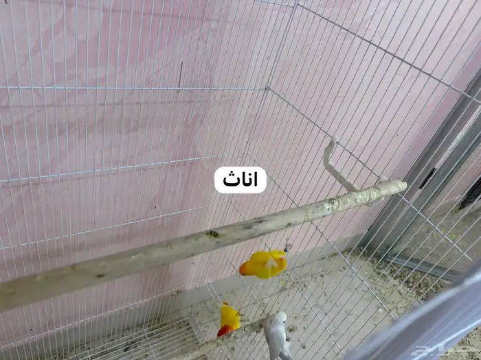 للبيع طيور روز مطير كامل 6
