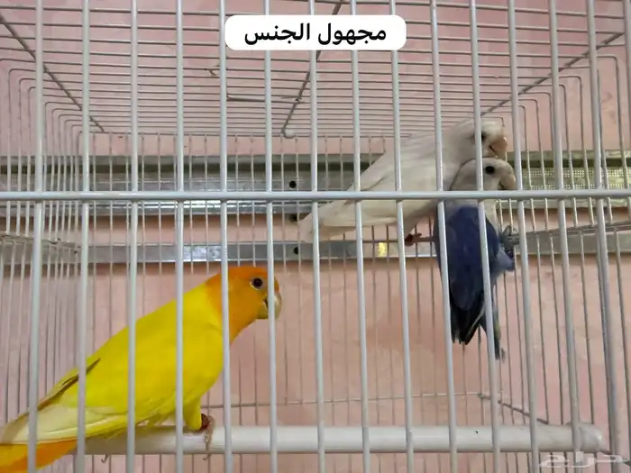 للبيع طيور روز مطير كامل 7