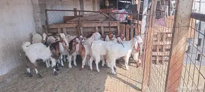 ابيار الماشي index