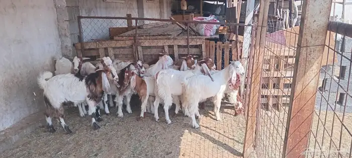 ابيار الماشي 1