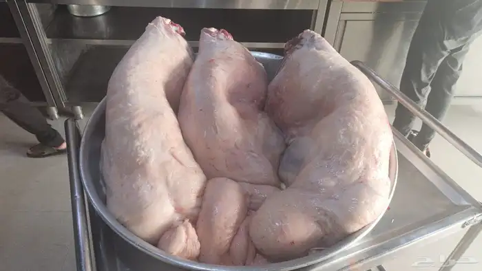 ذبابح خرفان ورخال بلدي 5