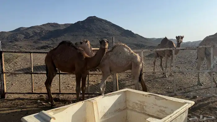 قعدان للبيع 0