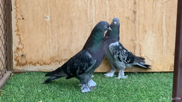 حمام تركي 5
