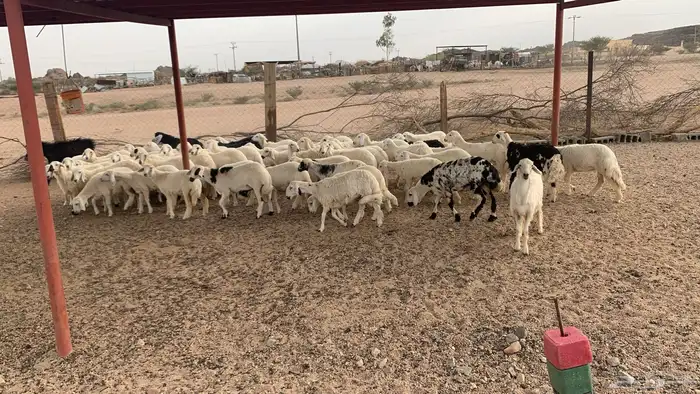 رخال للبيع 2