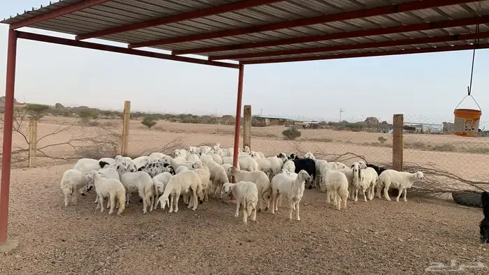 رخال للبيع 4