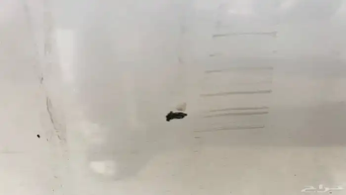 صني 2020 5