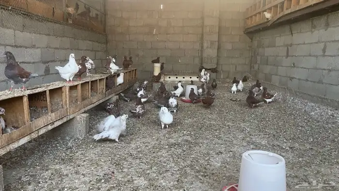 حمام كنق سوبر جانبو 5