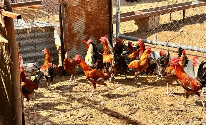 ديوك بلدي و فيومي للبيع 0