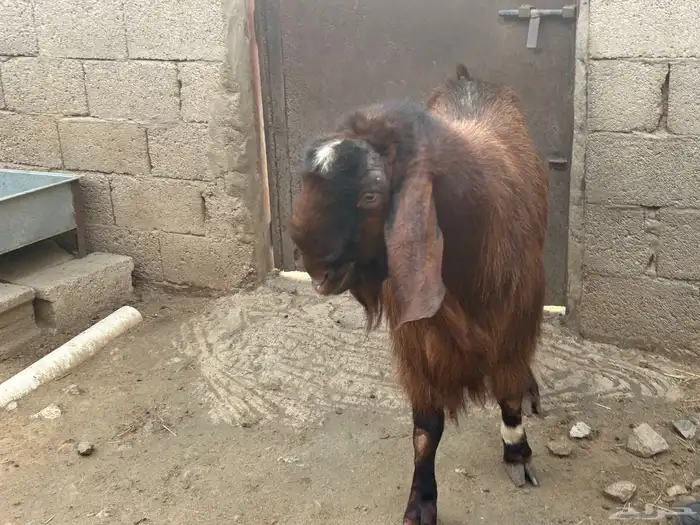 تيس فحل ارتفاع ناهي 2
