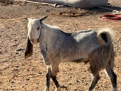 تيس جذع فحل index