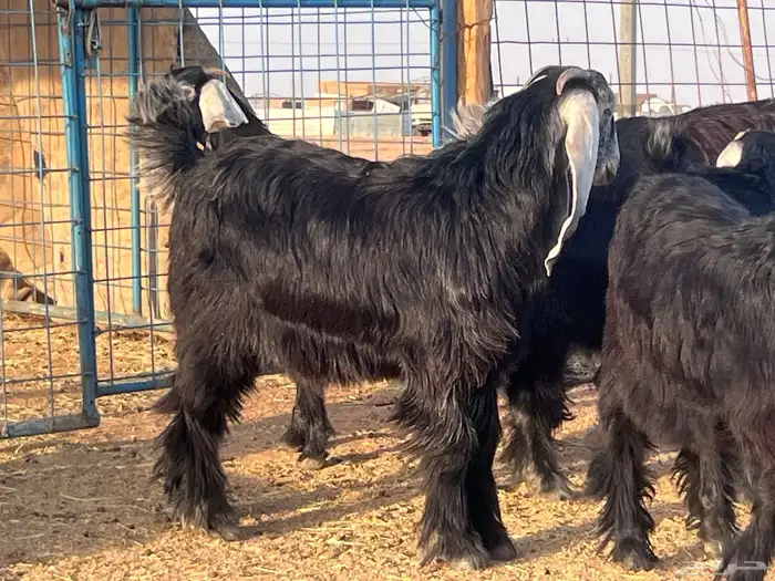 جفرات صنف للبيع 3