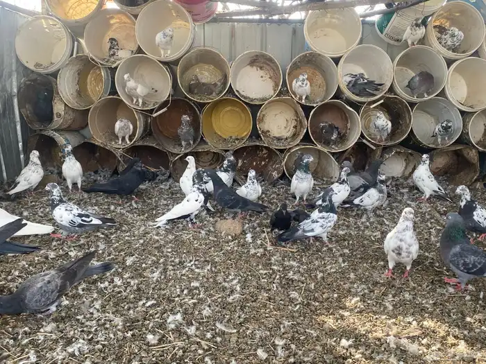حمام باكستاني مطيار شرط 3