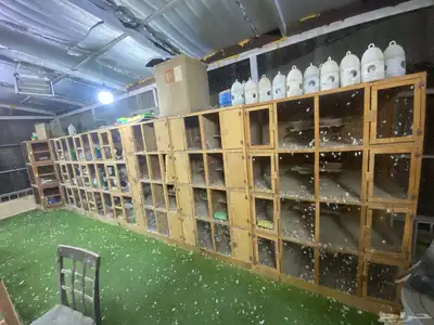 فرصة لكل مربي حمام و محاكرة index