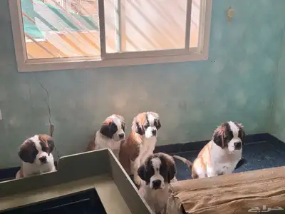 (Saint Bernard) جراوي سانت برنارد للبيع index