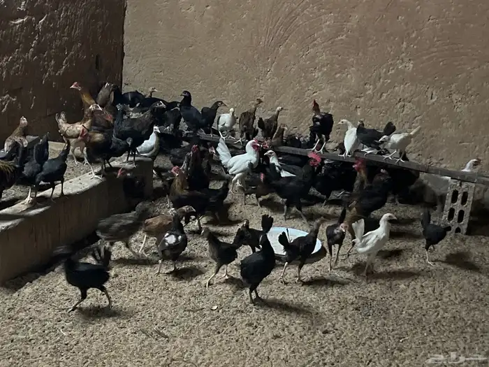 دجاج وديوك 3