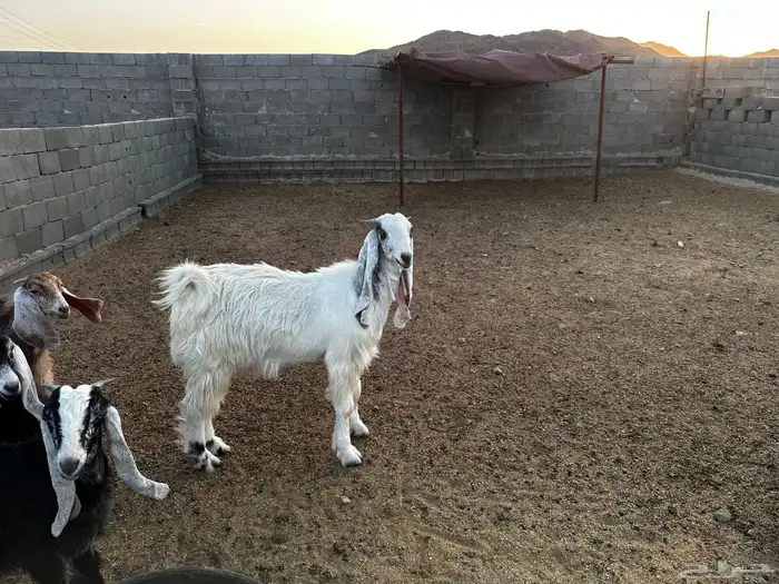 تيس مخصي مقفل ماشالله 0