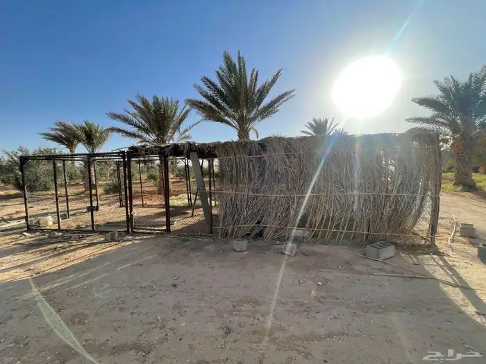 شبك للحلال والطيور اخو الجديد 3