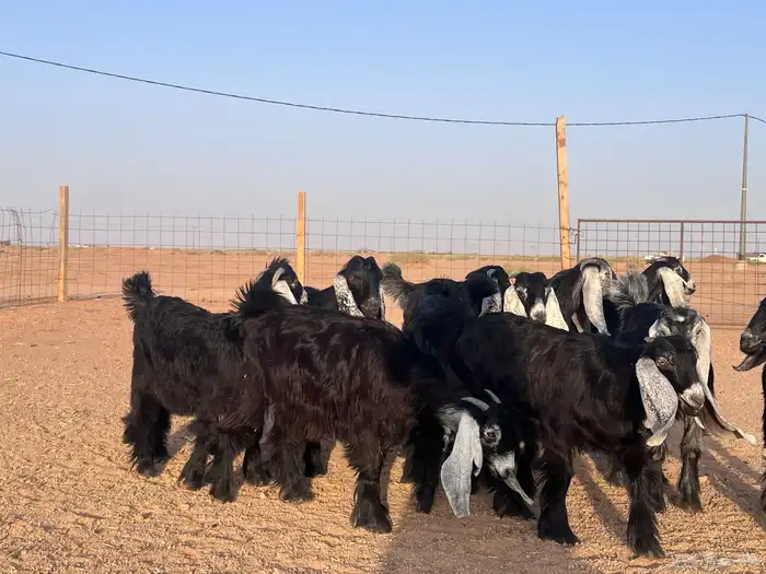 جفرات صنف للبيع 1