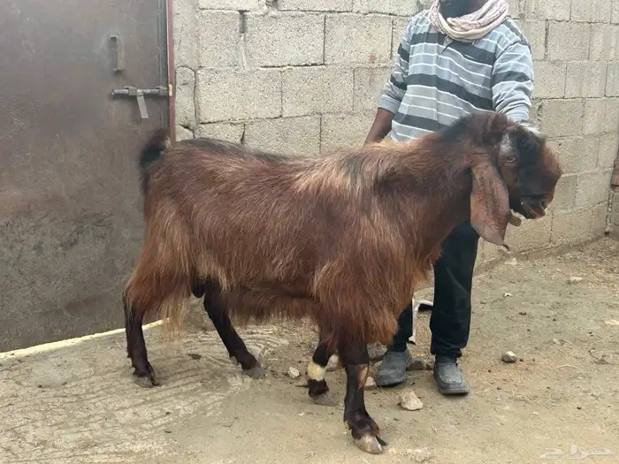 تيس فحل ارتفاع ناهي 1