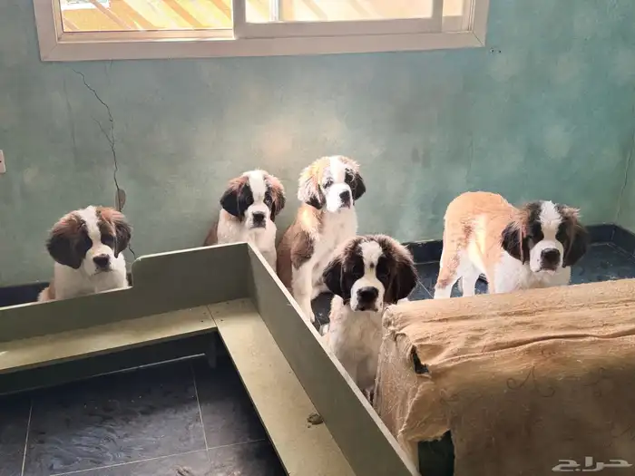 (Saint Bernard) جراوي سانت برنارد للبيع 2