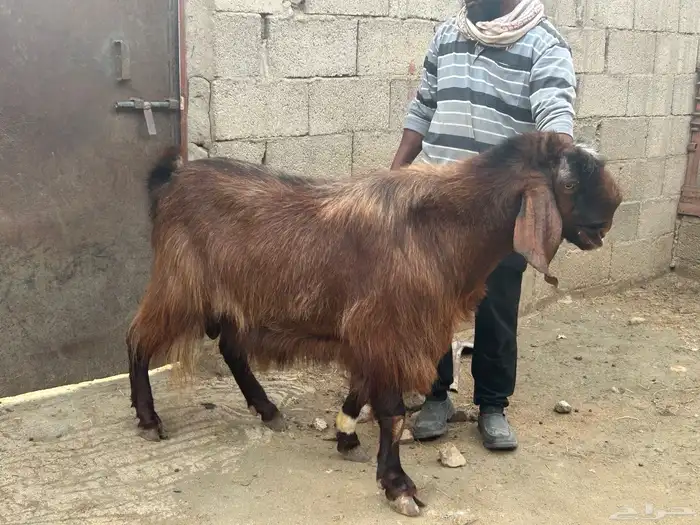 تيس فحل ارتفاع ناهي 0