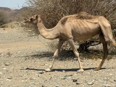 ناقه حايل index