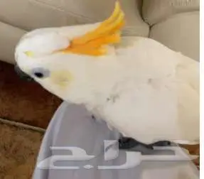 أنثى ببغاء كوكاتو نادرة كان 7000 أصبح 5000 3